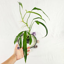 Load image into Gallery viewer, Philodendron Holtonianum, Exact Plant Ships Nationwide
