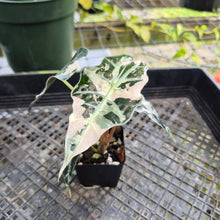 Load image into Gallery viewer, Alocasia Polly Snowflake Pink Variegated, Exact Plant Ships Nationwide.
