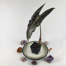 Load image into Gallery viewer, Alocasia Longiloba, Denudata, Exact Plant

