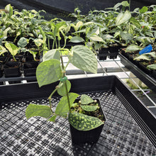 Load image into Gallery viewer, Scindapsus Snake Scale exact plant, Fedex 2day*

