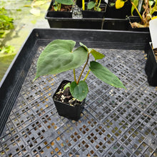 Load image into Gallery viewer, Anthurium Papillilaminum Fort Sherman X ( FS X Ralph Lynam), Exact Plant Ships Nationwide

