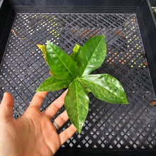 Load image into Gallery viewer, Zamioculcas Zamiifolia Wild Form ZZ, Exact Plant Variegated

