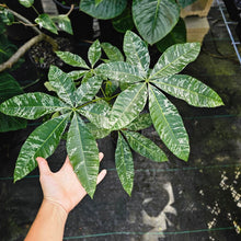 Load image into Gallery viewer, Pachira Aquatica Money Tree, Exact Plant Variegated grafted
