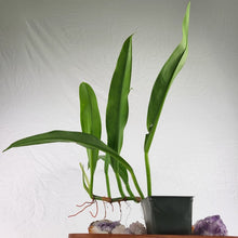 Load image into Gallery viewer, Philodendron Crassinervium, Exact Plant
