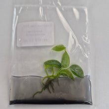 Load image into Gallery viewer, Anthurium Warocqueanum tissue culture 2DayAir

