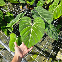 Load image into Gallery viewer, Philodendron Gloriosum, Pink Veined Back, Exact Plant 5&#39;&#39; pot
