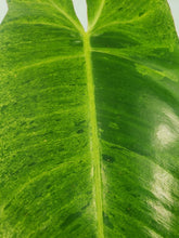 Load image into Gallery viewer, Paraiso Verde, Exact Plant, variegated Philodendron

