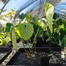 Load image into Gallery viewer, Philodendron Gloriosum, Pink Veined Back, Exact Plant Ships Nationwide
