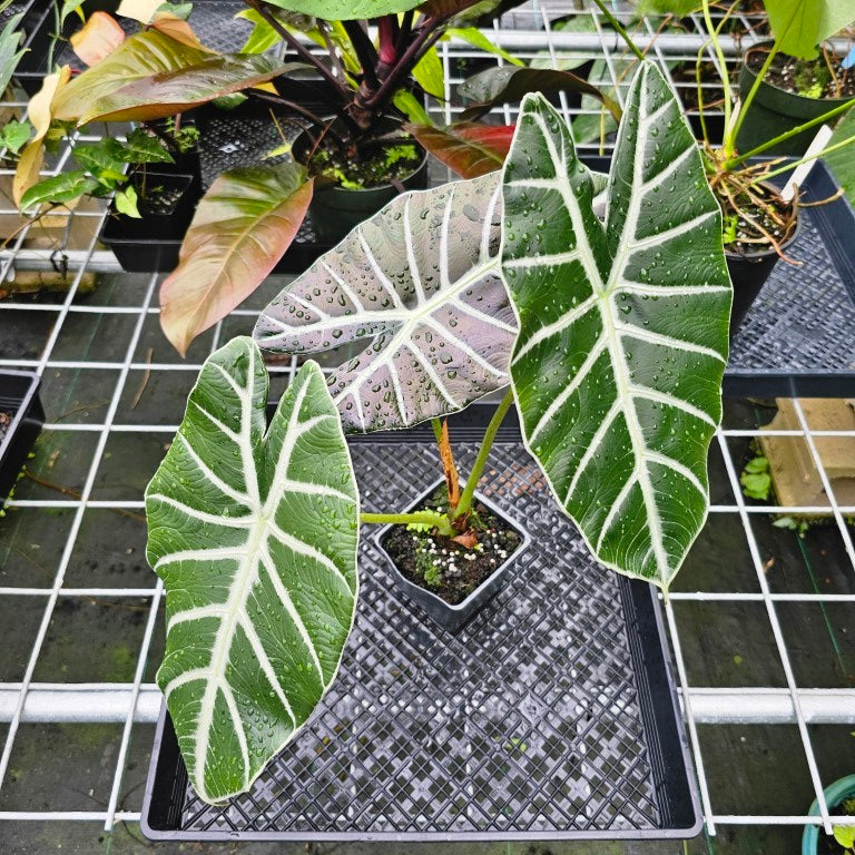 Alocasia Grandis, Exact Plant