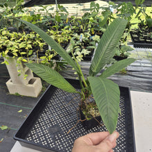 Load image into Gallery viewer, Philodendron Campii Lynette exact plant, Fedex 2day*
