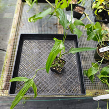 Load image into Gallery viewer, Philodendron Holtonianum, Exact Plant Ships Nationwide
