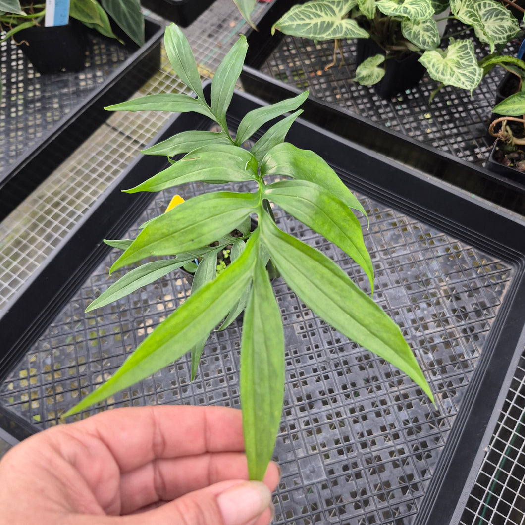Monstera Subpinnata, Exact Plant Ships Nationwide