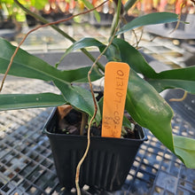 Load image into Gallery viewer, Philodendron 69686 Bette Waterbury, Exact Plant Ships Nationwide
