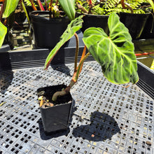 Load image into Gallery viewer, Philodendron Verrucosum Amazon Sunset, Exact Plant Ships Nationwide
