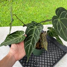 Load image into Gallery viewer, Anthurium Magnificum X Warocqueanum AFF noid, exact plant, Fedex 2day*
