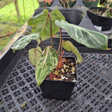 Load image into Gallery viewer, Philodendron Gloriosum Snow Leopard variegated 4" pot, Fedex 2day*
