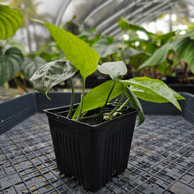 Load image into Gallery viewer, Amydrium Medium Silver, Exact Plant Ships Nationwide
