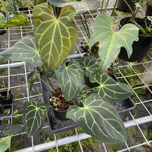 Load image into Gallery viewer, Anthurium Besseae Aff exact plant, Fedex 2day*
