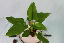 Load image into Gallery viewer, Philodendron Giganteum Exact Plant
