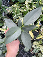 Load image into Gallery viewer, Philodendron Hastatum Silver Sword Wide Form 2.5" pot, Fedex 2day*
