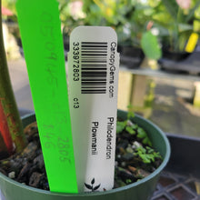 Load image into Gallery viewer, Philodendron Plowmanii, Exact Plant Ships Nationwide
