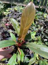 Load image into Gallery viewer, Philodendron Florida Bronze 4" pot, Fedex 2day*
