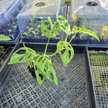 Load image into Gallery viewer, Monstera Adansonii Mint "Indonesia", Exact Plant Variegated Ships Nationwide
