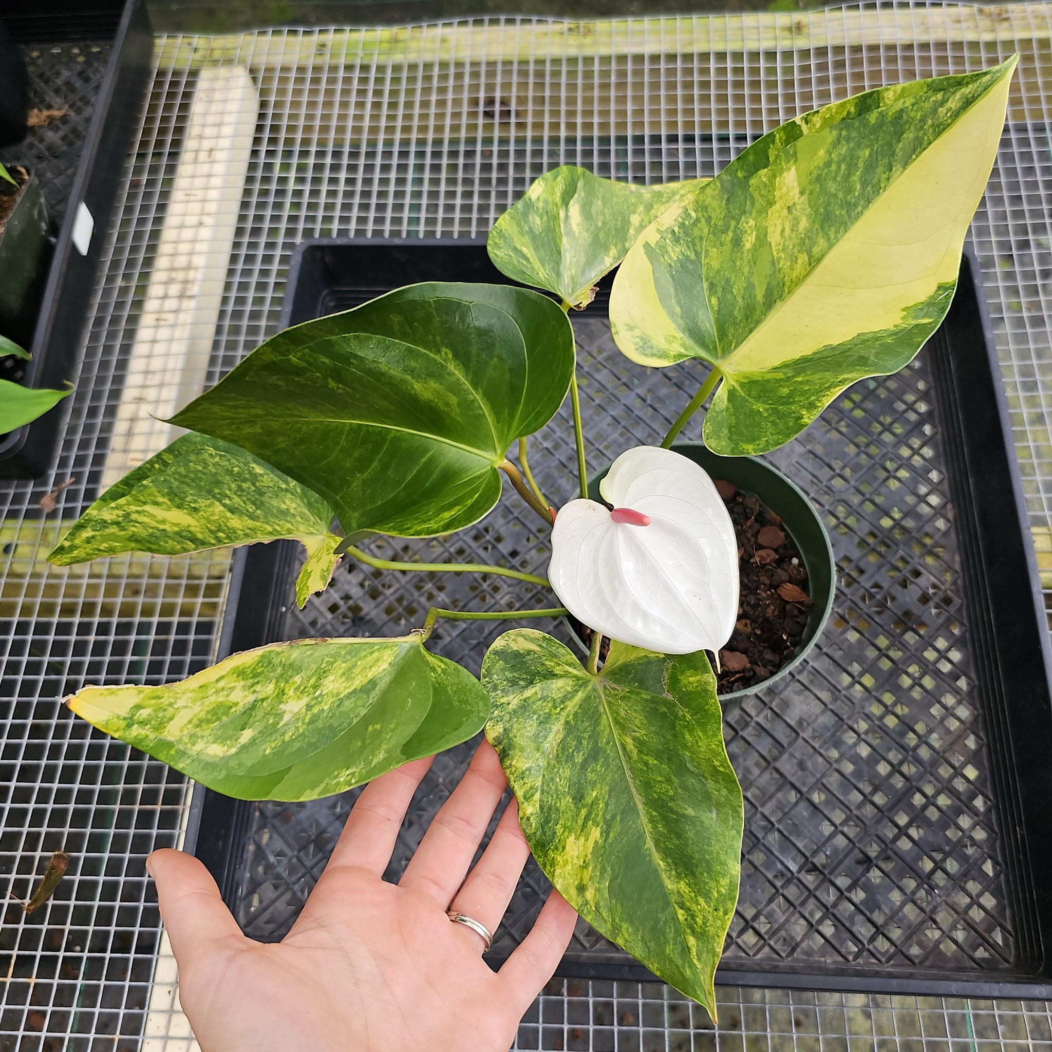 Heart Plants 産　白亜 Anthurium Andraeanum White Heart, Exact Plant Variegated Ships