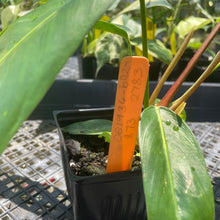Load image into Gallery viewer, Philodendron Patriciae 4" pot, Fedex 2day*
