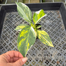 Load image into Gallery viewer, Philodendron White Wizard Aurea Variegated exact plant, Fedex 2day*
