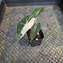 Load image into Gallery viewer, Alocasia polly pink variegated, Exact Plant Ships Nationwide.
