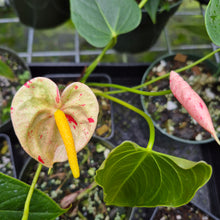 Load image into Gallery viewer, Anthurium Shibori Variegated 4" pot, Fedex 2day*
