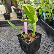 Load image into Gallery viewer, Monstera Standleyana Aurea, Exact Plant Variegated 4&#39;&#39; pot Ships Nationwide
