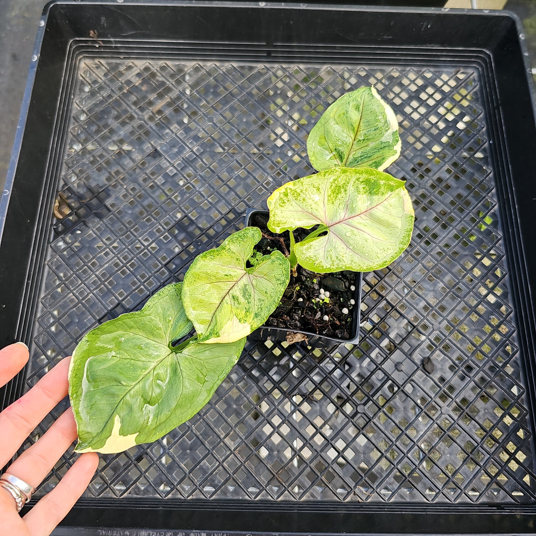 Syngonium Mango Allusion, Orm Thong, Exact Plant Variegated Ships Nationwide