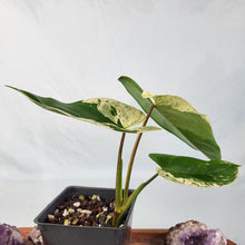 Load image into Gallery viewer, Philodendron Ilsemanii, Exact Plant Variegated
