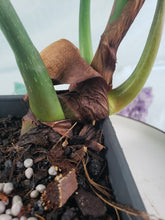 Load image into Gallery viewer, Philodendron Gloriosum, Pink Veined Back, Exact Plant
