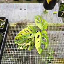 Load image into Gallery viewer, Monstera Adansonii Aurea, Exact Plant Variegated
