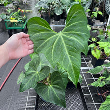 Load image into Gallery viewer, Anthurium Macrolobium, Exact Plant 8&#39;&#39; pot Ships Nationwide
