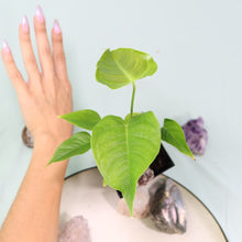 Load image into Gallery viewer, Anthurium Veitchii 4&quot; pot, Fedex 2 day*
