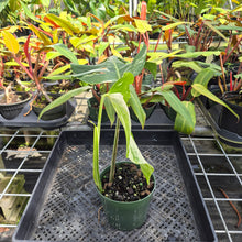Load image into Gallery viewer, Monstera Borsigiana Albo Deliciosa, Exact Plant Variegated Ships Nationwide
