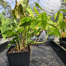 Load image into Gallery viewer, Syngonium Three Kings Magic Marble, Exact Plant Variegated Ships Nationwide
