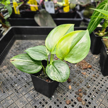 Load image into Gallery viewer, Scindapsus Rubicon, Exact Plant Variegated Ships Nationwide
