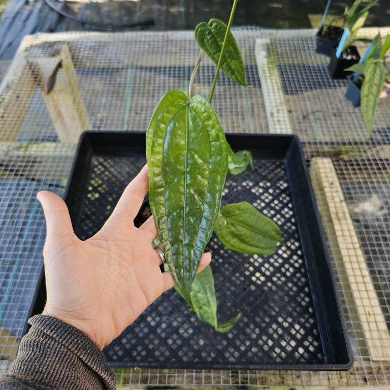 Anthurium Sp. Limon, Exact Plant Double plant Ships Nationwide