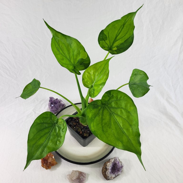 Alocasia Cucullata, Exact Plant Variegated Banana Split