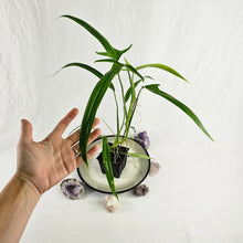 Load image into Gallery viewer, Philodendron Holtonianum, Exact Plant Ships Nationwide
