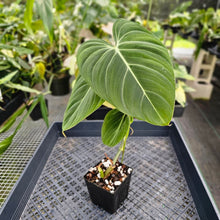 Load image into Gallery viewer, Philodendron Glorious 4" pot, Fedex 2day*
