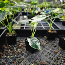 Load image into Gallery viewer, Alocasia Frydek, Exact Plant Variegated Ships Nationwide
