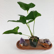 Load image into Gallery viewer, Anthurium Brownii 4&quot; pot, Fedex 2 day*
