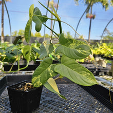 Load image into Gallery viewer, Philodendron Bipennifolium, Exact Plant Variegated Ships Nationwide
