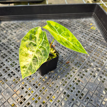Load image into Gallery viewer, Alocasia Watsoniana Albo Pink variegated exact plant, Fedex 2day*
